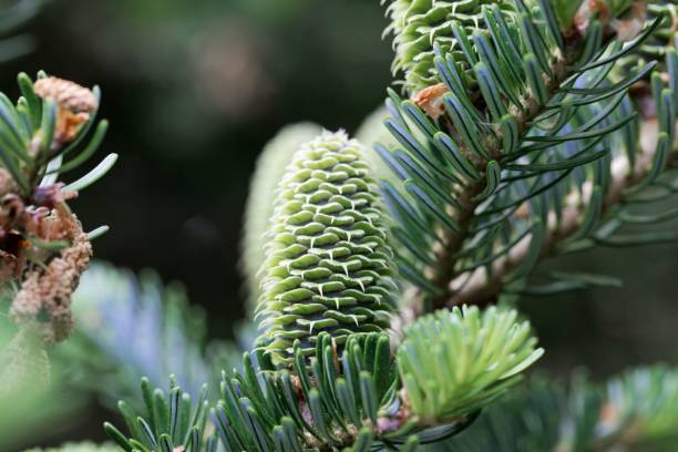 Fraser Fir