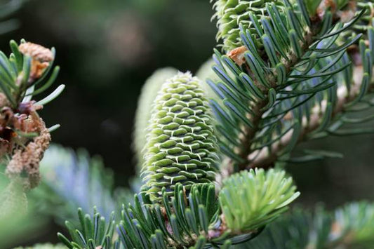 Fraser Fir