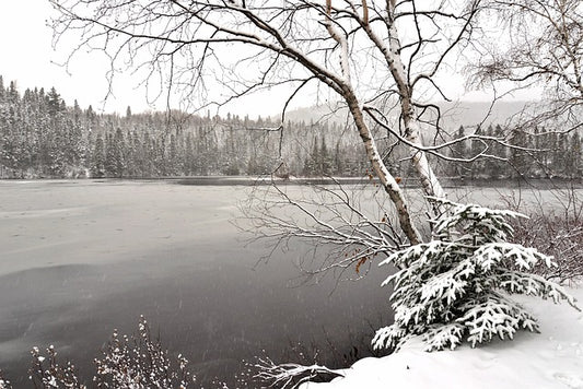 Winter White Birch